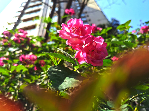 IMG_20200416_152929_.jpg