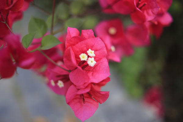 Canon EOS 6D_20210313_080849_.jpg